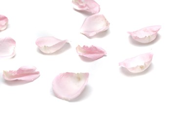 Blurred  a group of sweet pink rose corollas on white isolated with copy space and softy style 