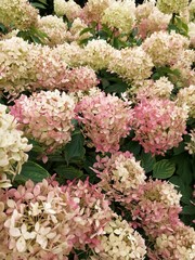 pink hydrangea flowers