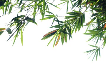 Tropical bamboo leaves on white isolated background for green foliage backdrop and copy space 