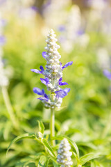 Closeup blue salvia flower over blurred flower garden background, selective focus, outdoor day light, spring season