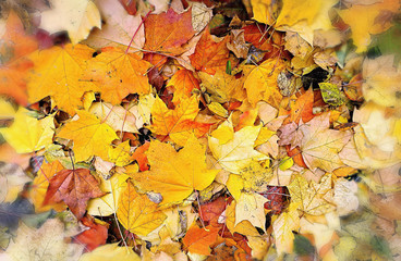 Naklejka na ściany i meble Abstract bright autumn background from fallen leaves