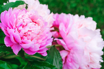 Pink peony with drops of water. Close-up. Floral background. Beautiful pink flower.