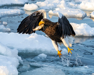 Steller's sea eagle fishing. Steller's sea eagle is the heaviest of eagles. It winters in Hokkaido where birding enthusiasts can observe in close proximity.