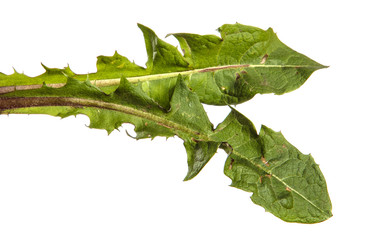 green leaves of an ordinary dandelion plant on a white background