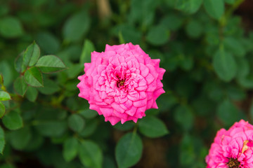 Pink rose from top view over blurred green garden background, spring season, nature background