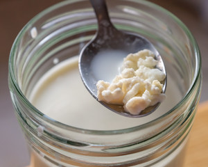 Close up of adding kefir starter grains to fresh organic farm milk. Home production of healthy sour low lactose carbonated drink rich in good probiotic bacteria for gut. Optionally vegan with nut milk