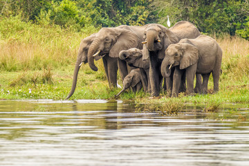 A herd of elephants ( Loxodonta Africana) drinking at the riverbank of the Nile, Murchison Falls National Park, Uganda.