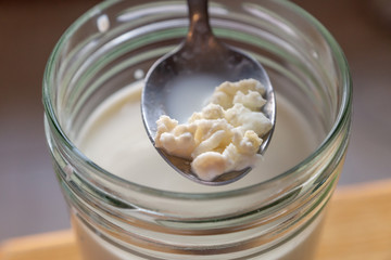 Close up of adding kefir starter grains to fresh organic farm milk. Home production of healthy sour low lactose carbonated drink rich in good probiotic bacteria for gut. Optionally vegan with nut milk