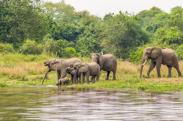 A herd of elephants ( Loxodonta Africana) drinking at the riverbank of the Nile, Murchison Falls National Park, Uganda.