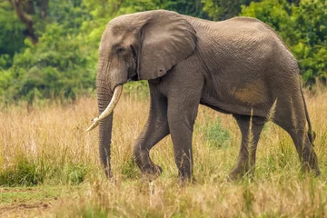 Zelfklevend Fotobehang A big male elephant ( Loxodonta Africana) walking towards the riverbank of the Nile, Murchison Falls National Park, Uganda. © Gunter