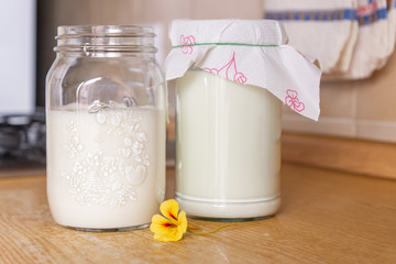 Freshly made and newly started with organic milk kefir in glass jars. Home production of healthy...