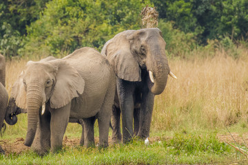 Fototapeta na wymiar An elephant ( Loxodonta Africana) splatching water over his body , Murchison Falls National Park, Uganda.