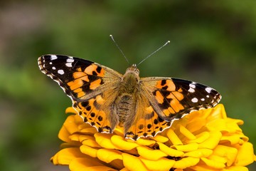 motyle na kwiatku makro