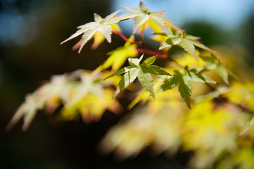 japanese maple tree leaves on blurred background