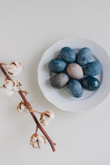 Easter blue eggs with cotton on the table