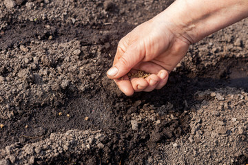Human hand holding grains and gardening