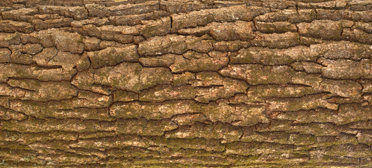 Embossed texture of the bark of oak. Panoramic photo of the oak texture with moss.