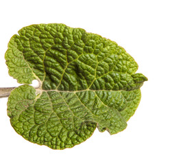 green leaves of burdock on a white background