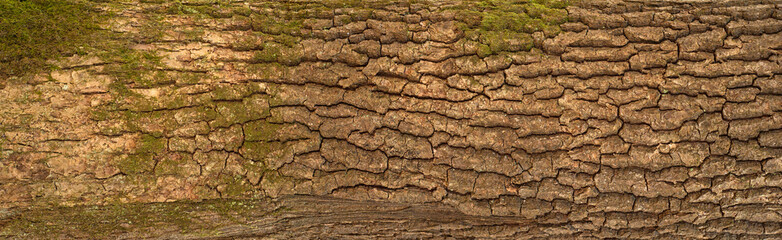 Embossed texture of the bark of oak. Panoramic photo of the oak texture with moss.