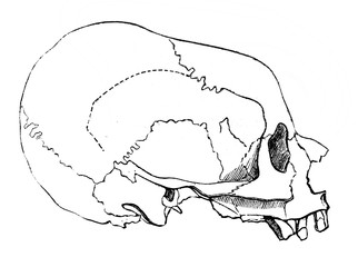 Skull artificially extended in the old book the Antropology, by I. Mechnikov, 1879, St. Petersburg