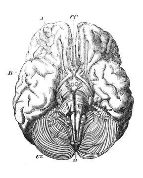 The view of brain from the bottom in the old book the Antropology, by I. Mechnikov, 1879, St. Petersburg