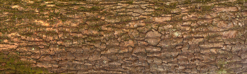 Embossed texture of the bark of oak. Panoramic photo of the oak texture with moss.