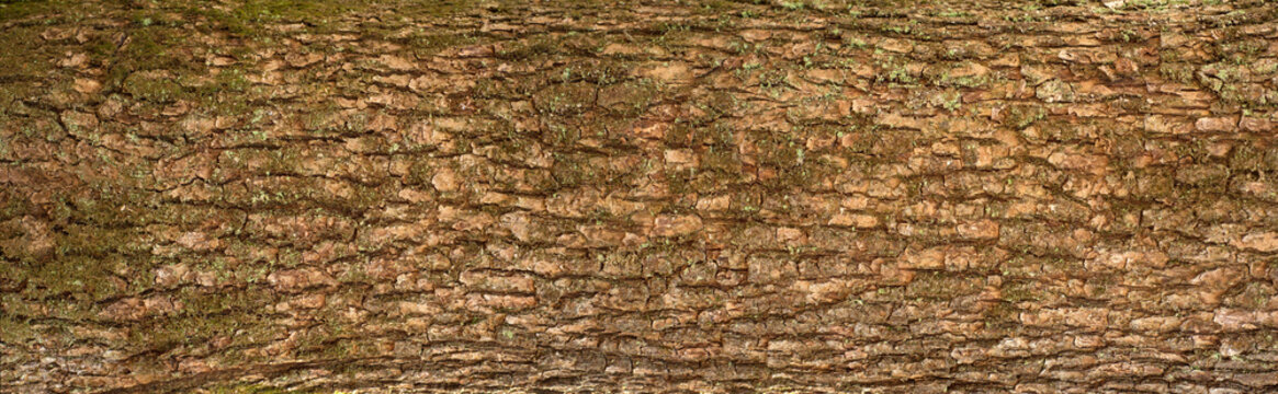 Embossed texture of the bark of oak. Panoramic photo of the oak texture with moss.