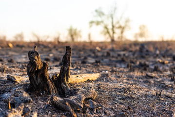 burnt stump in the field..