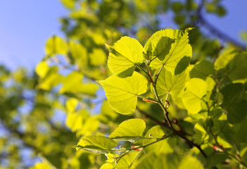 Bright green spring foliage of linden tree
