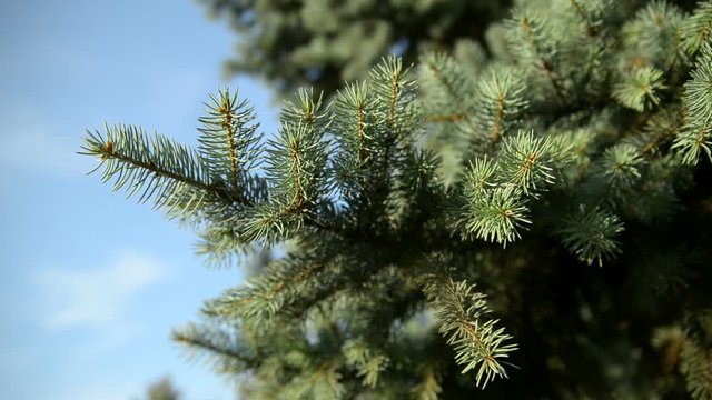 Spruce branches sway in the wind against the sky a bright sunny day.