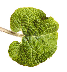 Fototapeta premium green leaves of burdock on a white background