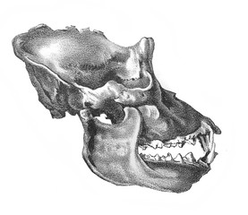 The illustration of gorilla skull from the side in the old book the Antropology, by E. Petri, 1890, St. Petersburg