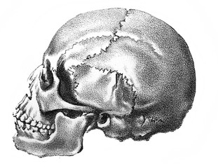 The illustration of human skull in the old book the Antropology, by E. Petri, 1890, St. Petersburg