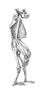 The illustration of Gorilla skeleton in the old book the Antropology, by E. Petri, 1890, St. Petersburg