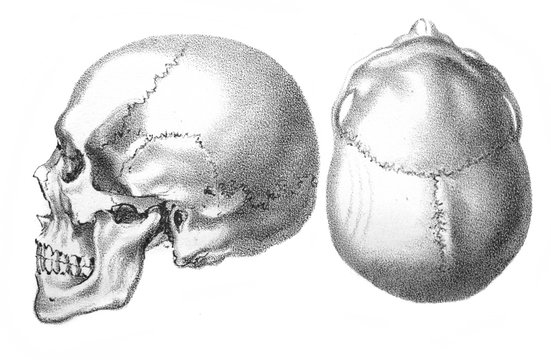 The illustration of human skull from the side and from the top in the old book the Antropology, by E. Petri, 1890, St. Petersburg