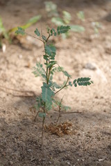 plant in the soil