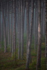 misty forest in the morning 