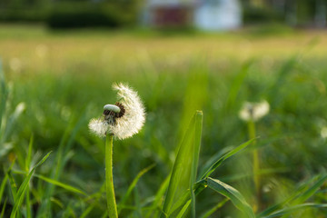 Beautiful flown dandelion on a blurred background, natural background, may flower in selective focus
