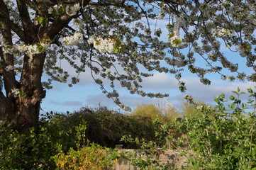 cherry blossom tree branches in garden