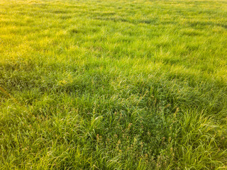 texture of the green grass