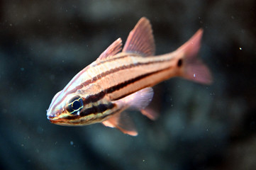 水中を泳ぐ縞模様が美しいヤライイシモチ