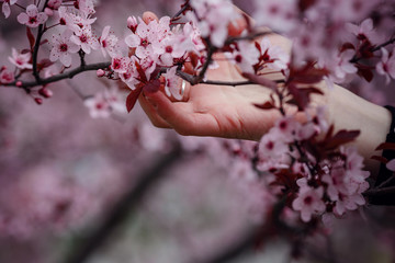 girl holds a branch of blossoming apricots in her hands.