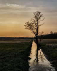 Sylwetki drzew podczas zachodu słońca © Krzysztof
