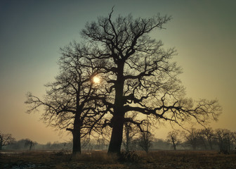Plakat Sylwetki drzew podczas zachodu słońca