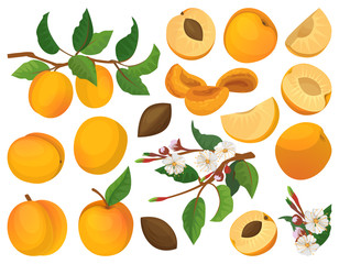 Apricot of fruit vector cartoon set icon. Vector illustration peach on white background. Isolated cartoon set icon apricot of fruit.