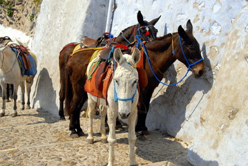 donkeys in front of the wall