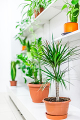 Green plants home decoration on white background