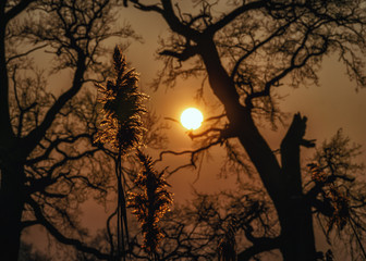 Sylwetki drzew podczas zachodu słońca © Krzysztof