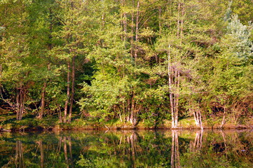 forest with reflection on the lake