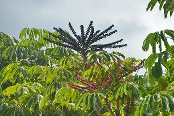 Obraz premium Pflanzen, #0499